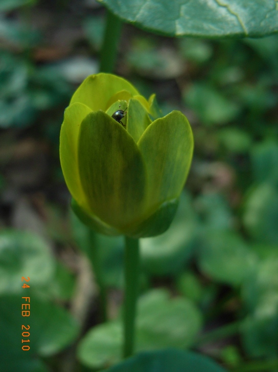 Ranunculus ficaria sl.